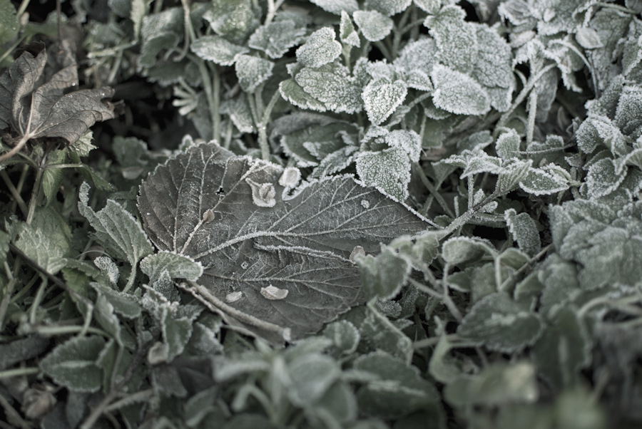 zagniarianna_sottozero_001