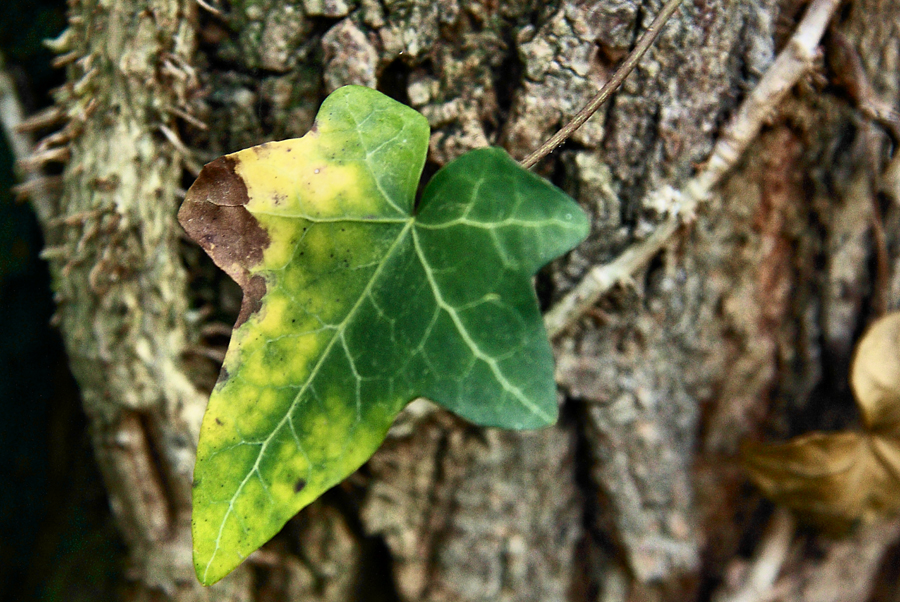 romanolaura_enaturale_001