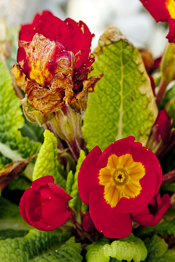 romanolaura_enaturale_004
