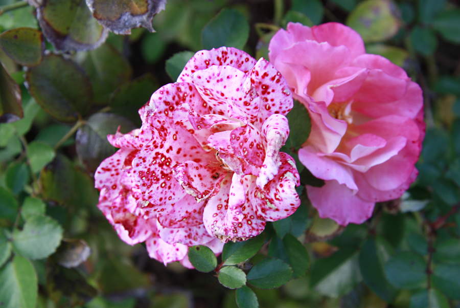 romanolaura_enaturale_005