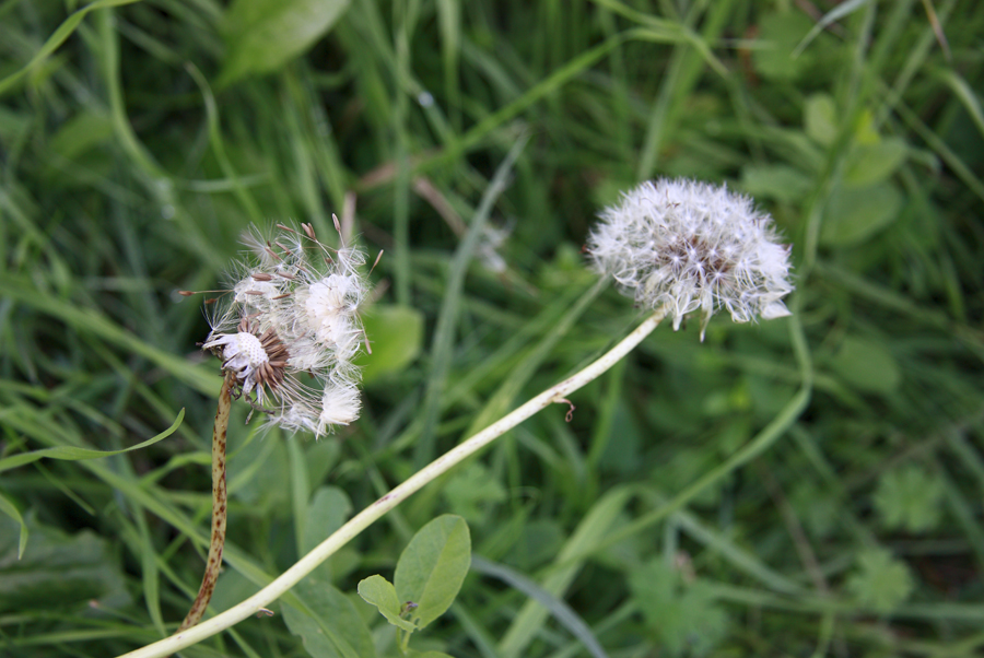 romanolaura_enaturale_006