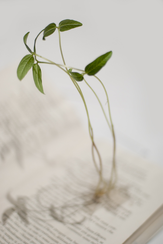 sammartinoarianna_germogliareparole_001