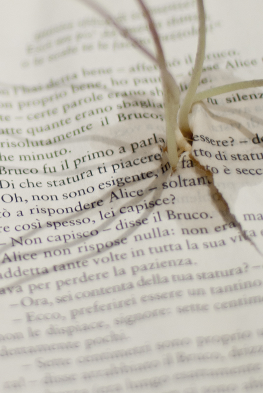 sammartinoarianna_germogliareparole_002
