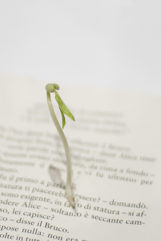 sammartinoarianna_germogliareparole_003