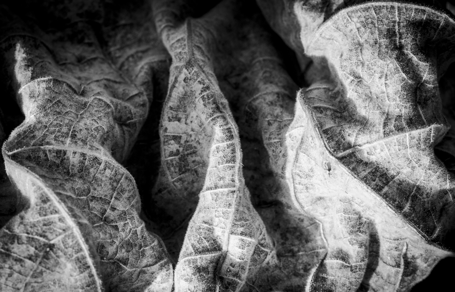 AntonelloZaccaria_Bio-grafica_003