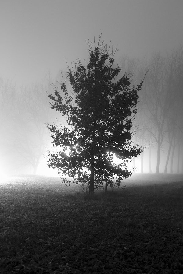 nebbia_off_2016-4