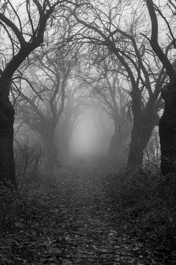 nebbia_off_2016-6